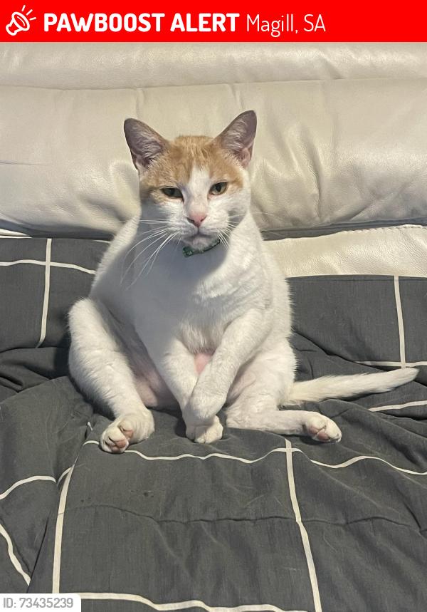 Lost Female Cat last seen 2D Fredrick st magill sa 5072, Magill, SA 5072