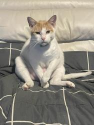 Lost Female Cat last seen 2D Fredrick st magill sa 5072, Magill, SA 5072
