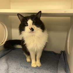 Shelter Stray Male Cat last seen , Animal Care & Control Team of Philly, 111 W Hunting Park Ave, Philadelphia, PA 19140, USA
