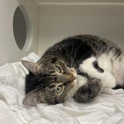 Shelter Stray Female Cat last seen , Animal Care & Control Team of Philly, 111 W Hunting Park Ave, Philadelphia, PA 19140, USA
