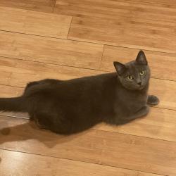 Shelter Stray Female Cat last seen , Animal Care & Control Team of Philly, 111 W Hunting Park Ave, Philadelphia, PA 19140, USA