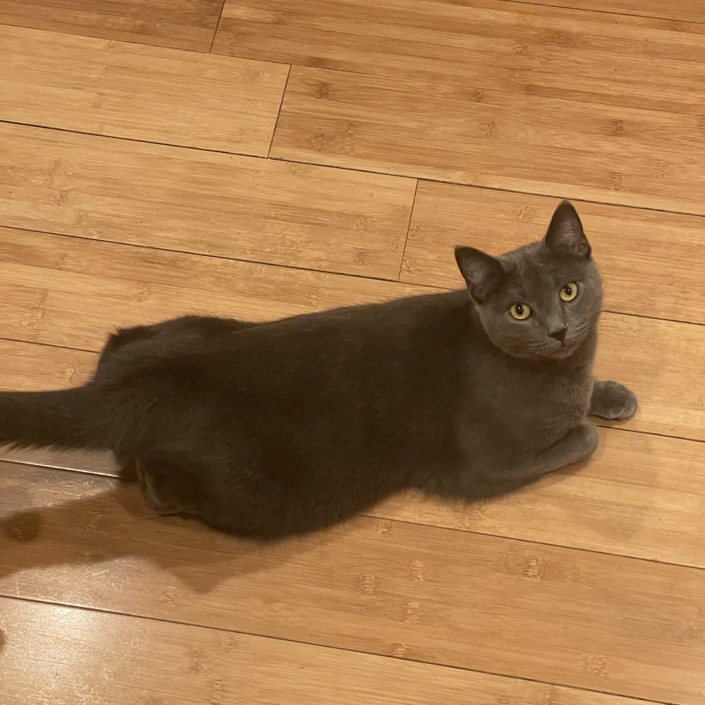 Shelter Stray Female Cat last seen , Animal Care & Control Team of Philly, 111 W Hunting Park Ave, Philadelphia, PA 19140, USA