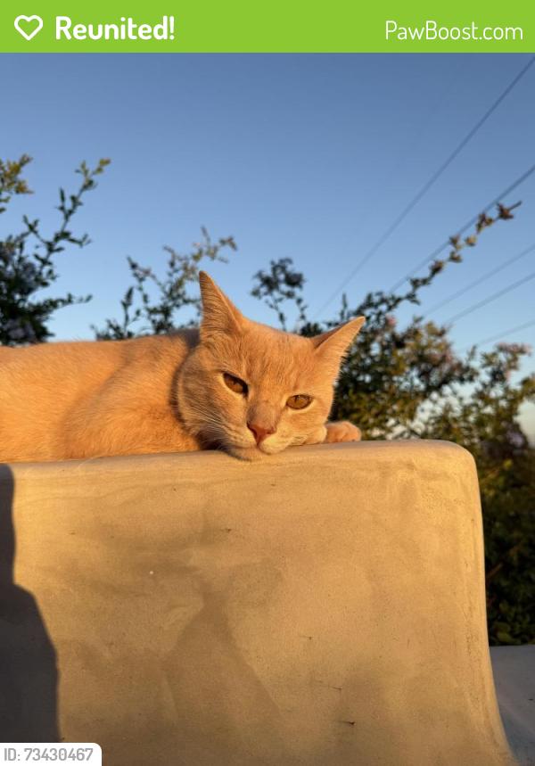 Reunited Male Cat last seen La costa, Carlsbad, CA 92009
