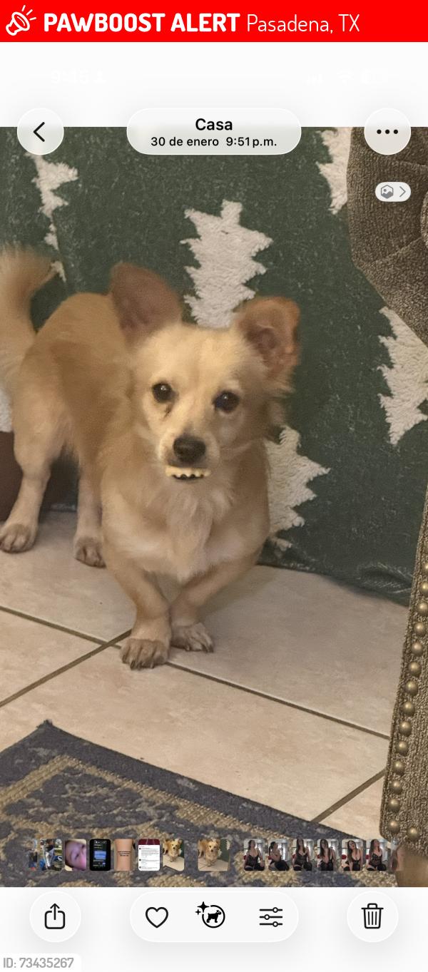 Lost Male Dog last seen Kansas y Thomas, Pasadena, TX 77506