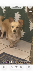 Lost Male Dog last seen Kansas y Thomas, Pasadena, TX 77506
