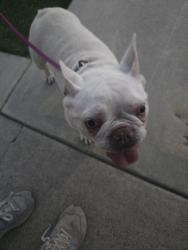 Lost Female Dog last seen McCormack & Berkenstock, Placentia, CA 92870