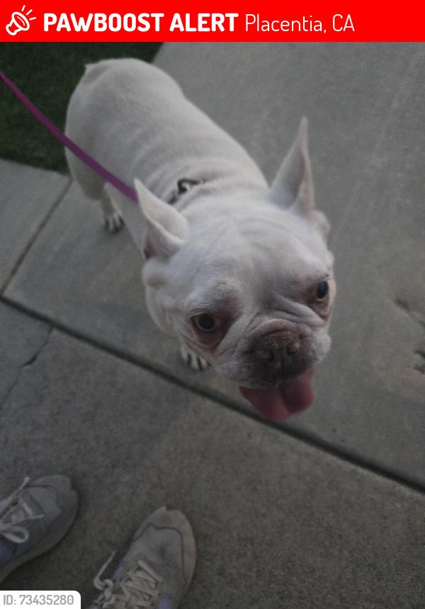 Lost Female Dog last seen McCormack & Berkenstock, Placentia, CA 92870