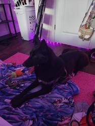 Found/Stray Female Dog last seen My hse, Olympia, WA 98512