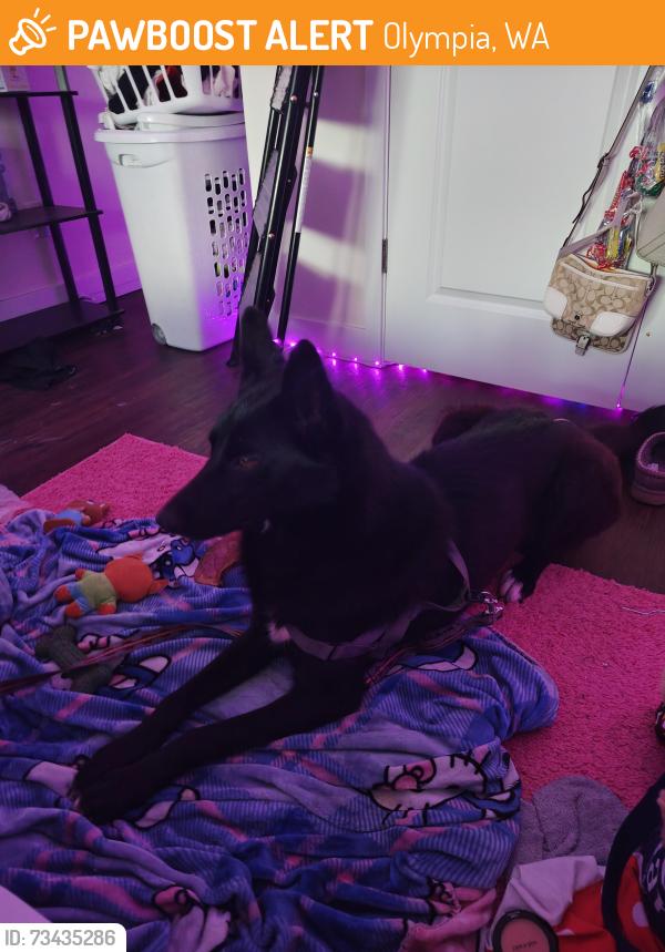 Found/Stray Female Dog last seen My hse, Olympia, WA 98512