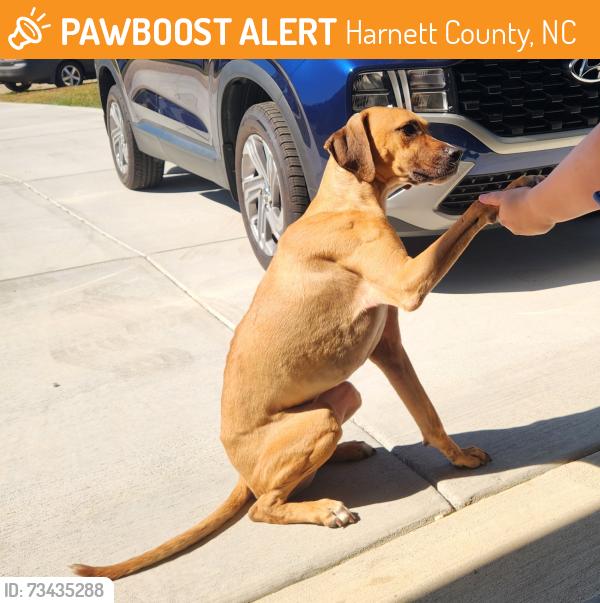 Found/Stray Male Dog last seen Turnberry Ct, Harnett County, NC 27526