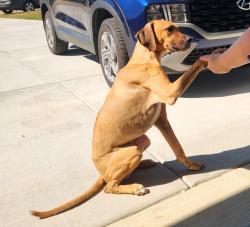 Found/Stray Male Dog last seen Turnberry Ct, Harnett County, NC 27526