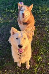Lost Female Dog last seen Willis, Willis, TX 77378