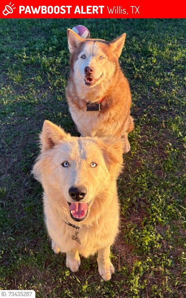 Lost Female Dog last seen Willis, Willis, TX 77378