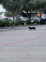 Found/Stray Unknown Dog last seen Vitamin Shop, Wing Stop, Pasadena, TX 77505