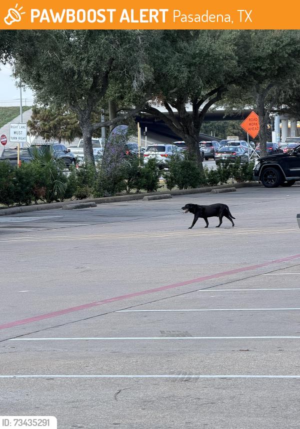 Found/Stray Unknown Dog last seen Vitamin Shop, Wing Stop, Pasadena, TX 77505