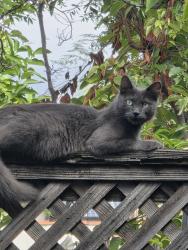 Lost Female Cat last seen Del Mar and Bonnie Ave, Pasadena, CA 91106