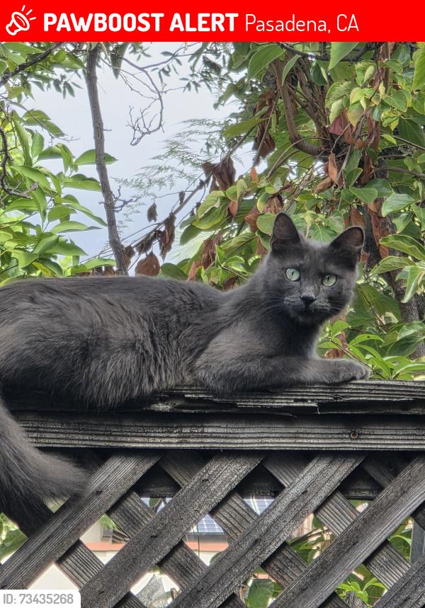 Lost Female Cat last seen Del Mar and Bonnie Ave, Pasadena, CA 91106