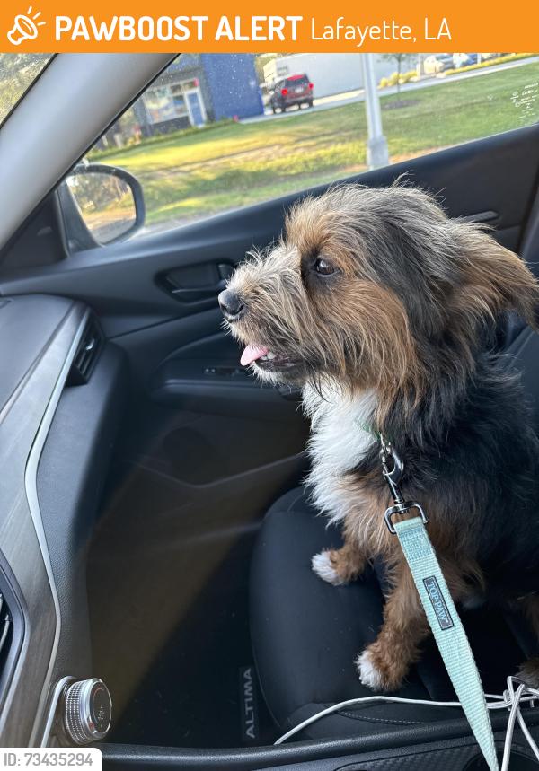 Found/Stray Male Dog last seen Robley drive and guidry, Lafayette, LA 70503