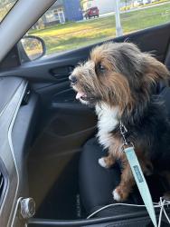 Found/Stray Male Dog last seen Robley drive and guidry, Lafayette, LA 70503