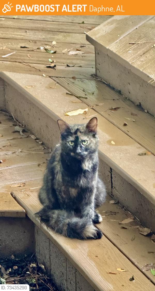 Found/Stray Unknown Cat last seen Potters Mill, Daphne, AL 36526