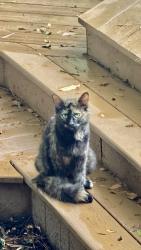 Found/Stray Unknown Cat last seen Potters Mill, Daphne, AL 36526