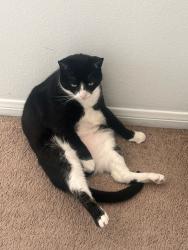 Reunited Female Cat last seen Walnut ave and olive, Huntington Beach, CA 92648