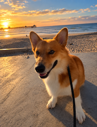 Reunited Male Dog last seen 3rd st and Date ave, Imperial Beach, CA 91932