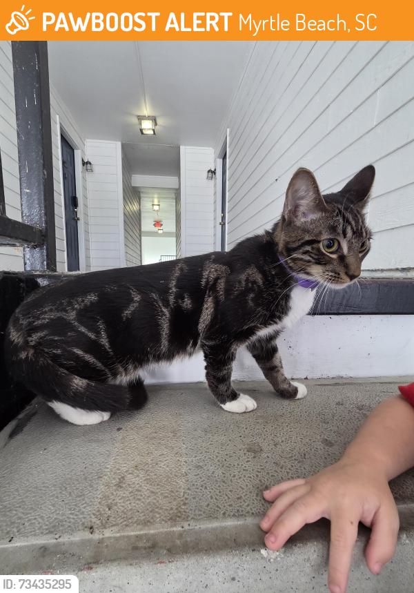 Found/Stray Male Cat last seen Near the high school, Myrtle Beach, SC 29579