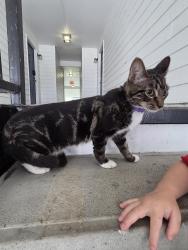 Found/Stray Male Cat last seen Near the high school, Myrtle Beach, SC 29579