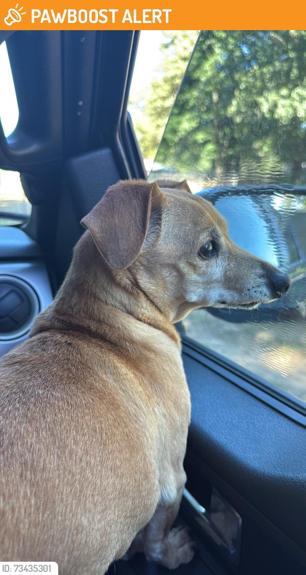 Found/Stray Male Dog last seen Just west of M66 north, Pennfield Township, MI 49017