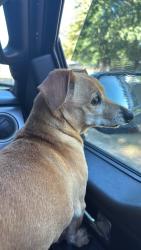 Found/Stray Male Dog last seen Just west of M66 north, Pennfield Township, MI 49017