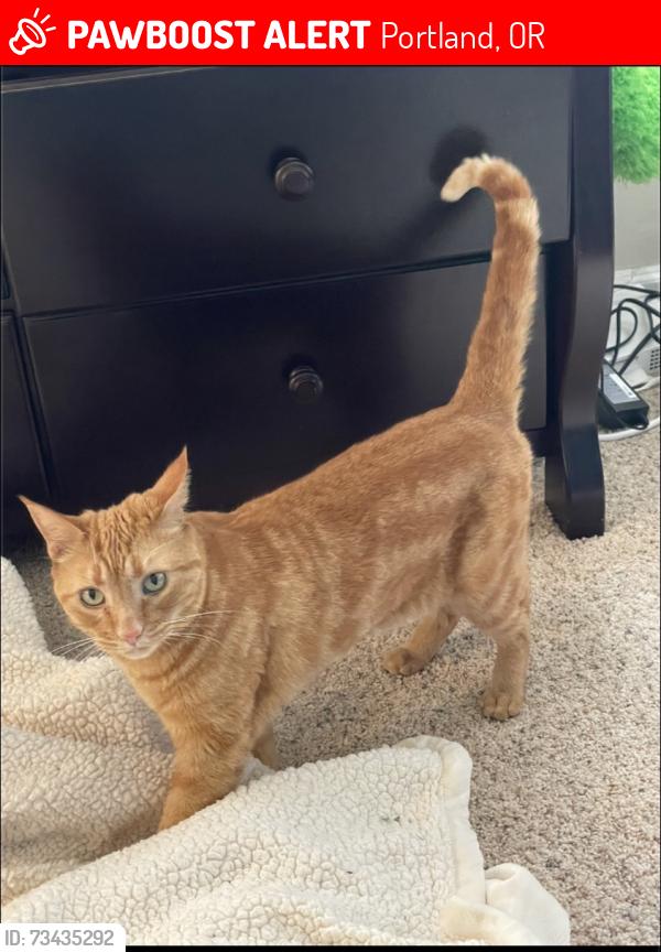 Lost Female Cat last seen 45th and Vermont, Portland, OR 97219