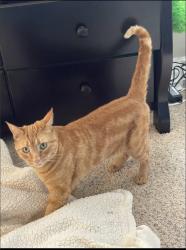 Lost Female Cat last seen 45th and Vermont, Portland, OR 97219