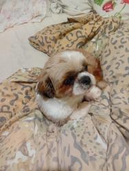 Lost Male Dog last seen Rua das Tipuanas 1384, Cjh I Vila Nova Jr, PR 87060-130