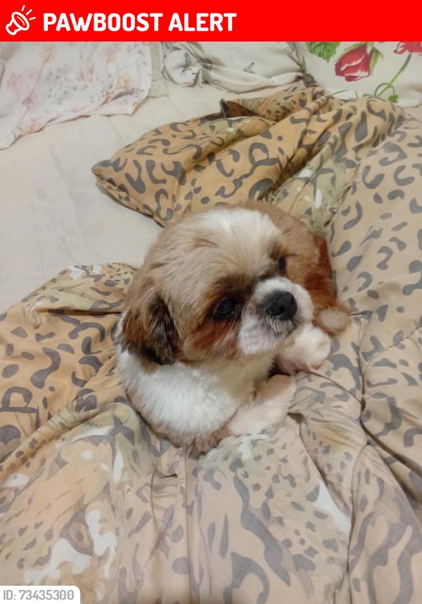 Lost Male Dog last seen Rua das Tipuanas 1384, Cjh I Vila Nova Jr, PR 87060-130