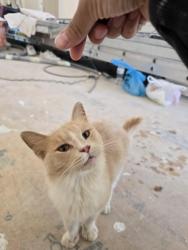 Found/Stray Female Cat last seen Meadowlands Golf Club, Winston-Salem, NC 27107