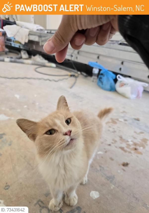 Found/Stray Female Cat last seen Meadowlands Golf Club, Winston-Salem, NC 27107