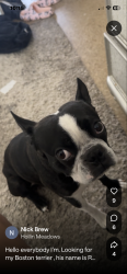 Lost Male Dog last seen Sherwood and Fordson, Fairfax County, VA 22306