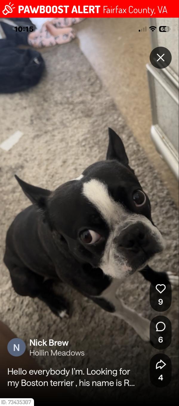 Lost Male Dog last seen Sherwood and Fordson, Fairfax County, VA 22306