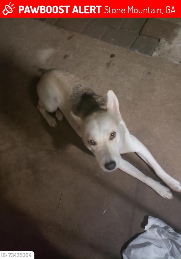 Lost Female Dog last seen Rockmeadow rockbridge rd, Stone Mountain, GA 30088