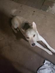 Lost Female Dog last seen Rockmeadow rockbridge rd, Stone Mountain, GA 30088