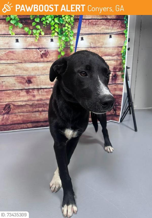 Found/Stray Unknown Dog last seen Located at Rockdale County Animal Service, 1506 Rockbridge Road, Conyers, GA 30012, Conyers, GA 30012