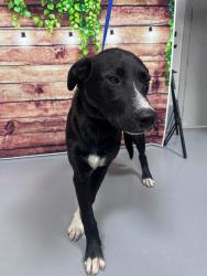 Found/Stray Unknown Dog last seen Located at Rockdale County Animal Service, 1506 Rockbridge Road, Conyers, GA 30012, Conyers, GA 30012