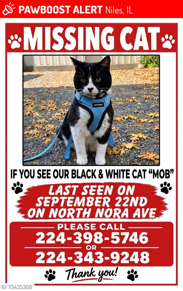 Lost Male Cat last seen Howard and Nora, Niles, IL 60714