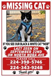 Lost Male Cat last seen Howard and Nora, Niles, IL 60714