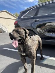 Found/Stray Male Dog last seen E st. And Beech st., Clarksville, TN 37042