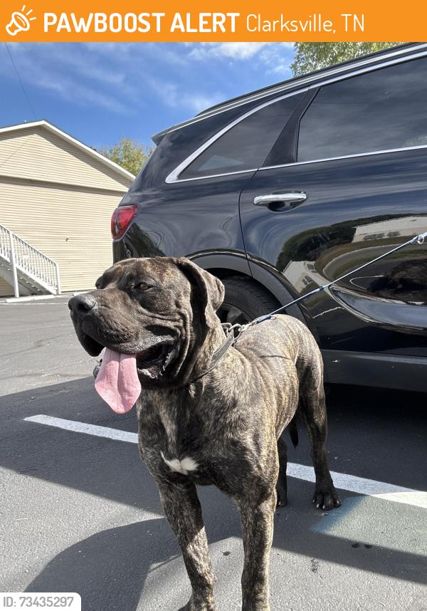 Found/Stray Male Dog last seen E st. And Beech st., Clarksville, TN 37042