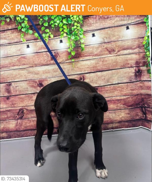 Found/Stray Unknown Dog last seen Located at Rockdale County Animal Service, 1506 Rockbridge Road, Conyers, GA 30012, Conyers, GA 30012