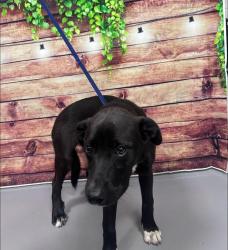 Found/Stray Unknown Dog last seen Located at Rockdale County Animal Service, 1506 Rockbridge Road, Conyers, GA 30012, Conyers, GA 30012