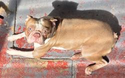 Lost Male Dog last seen FIU, Miami, FL 33174